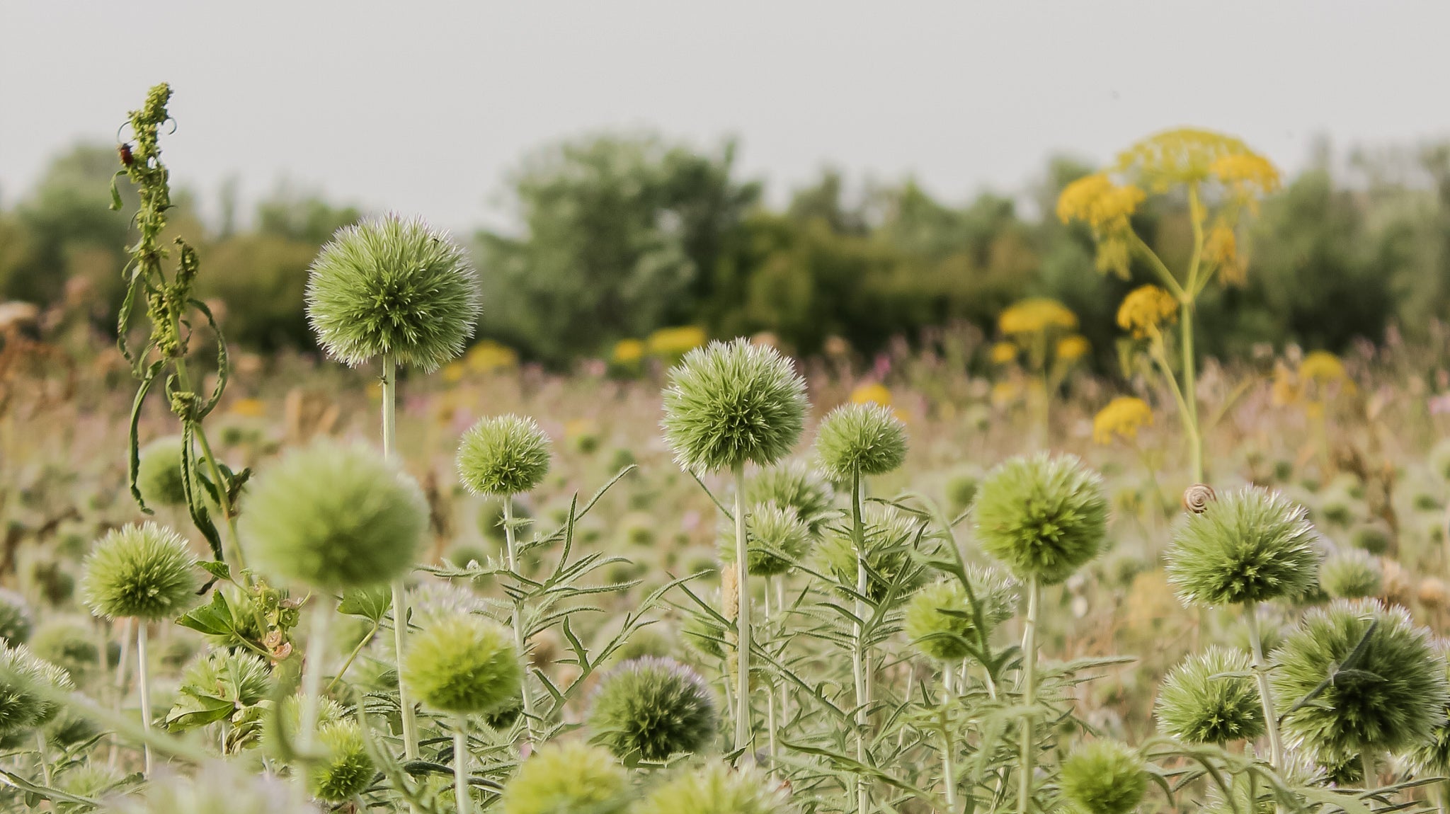 Hvor klimavenlige er langtidsholdbare blomster? Her er tallene