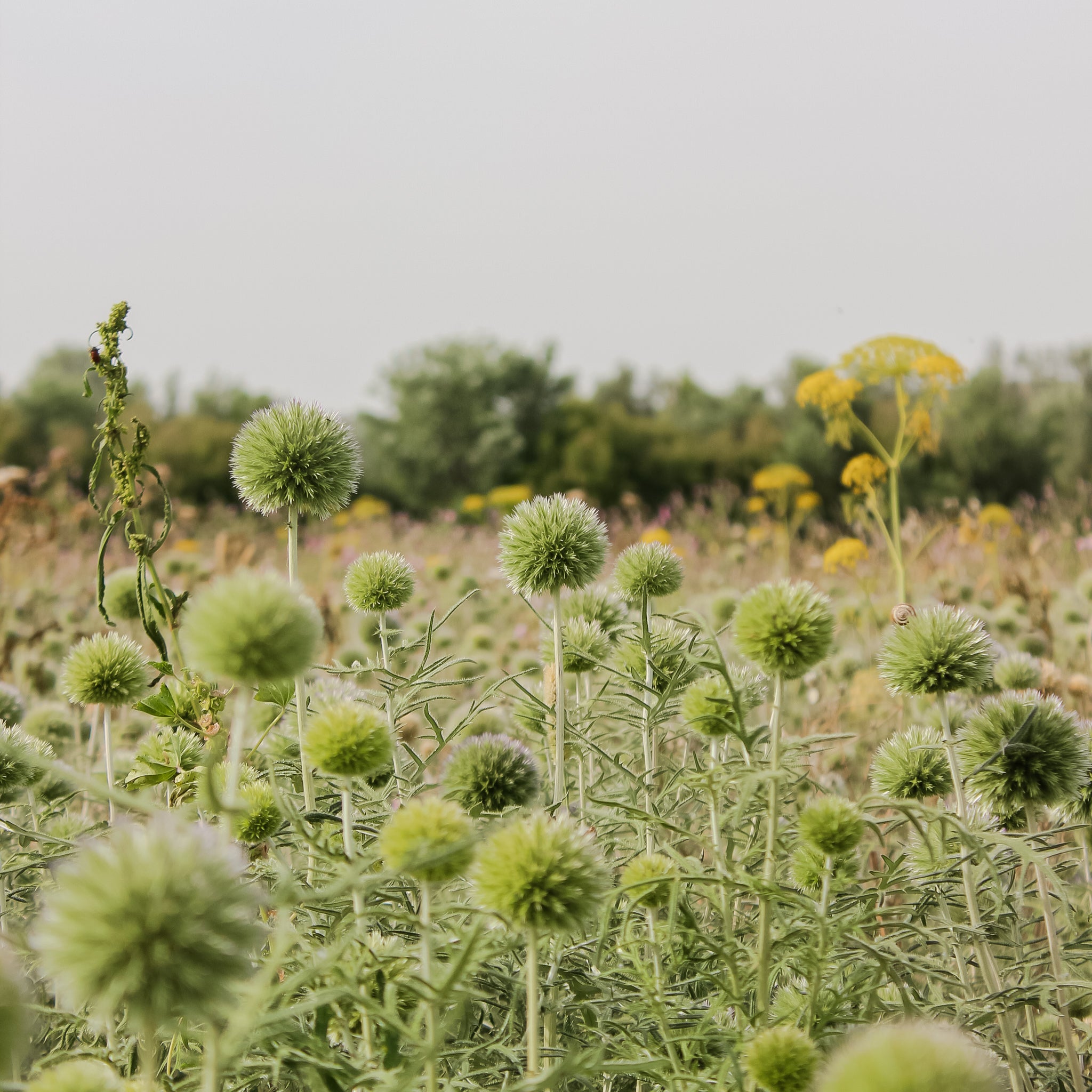 Närbild av frodiga tistlar som växer på en åker.