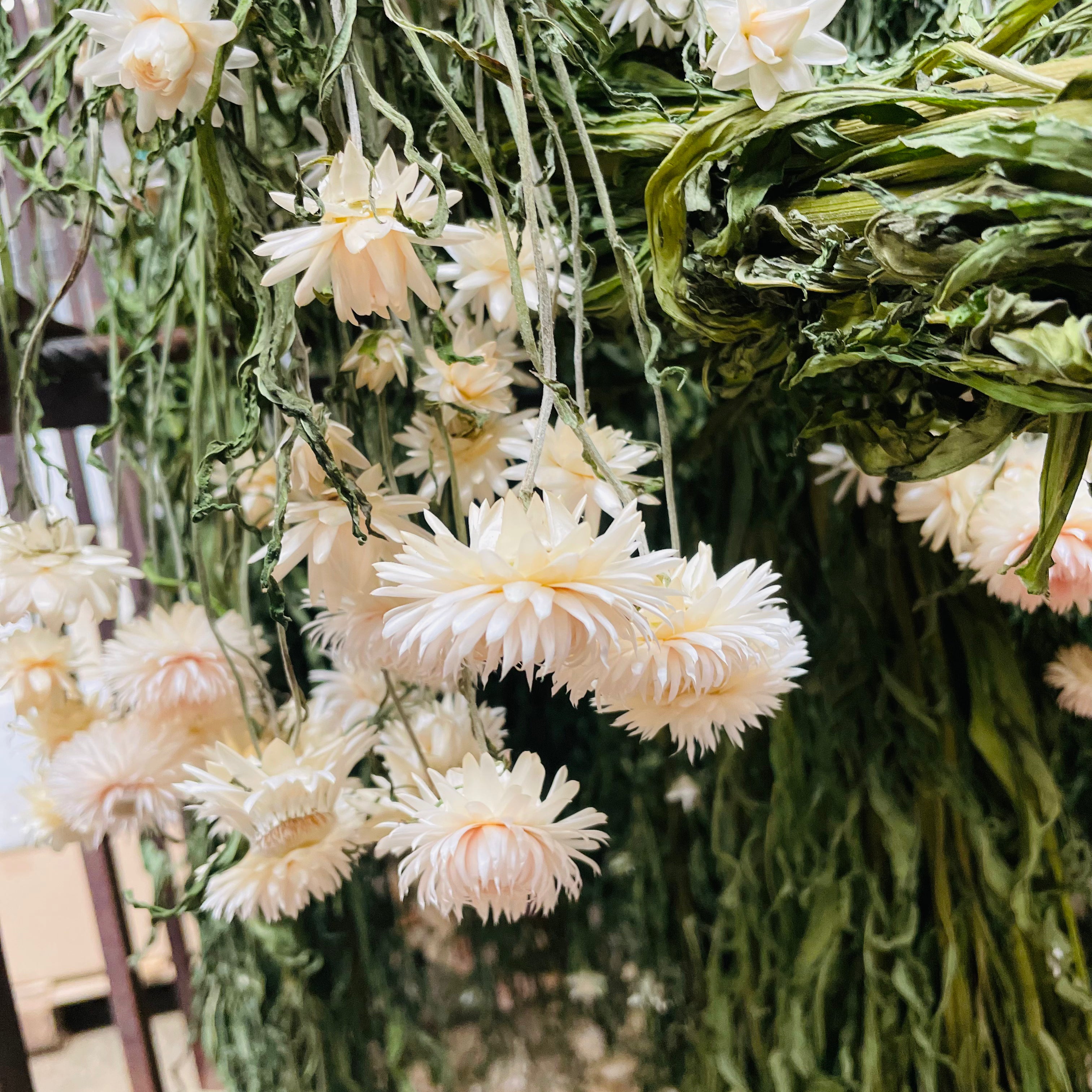 Vita blommor som hänger upp och ner för att torka.