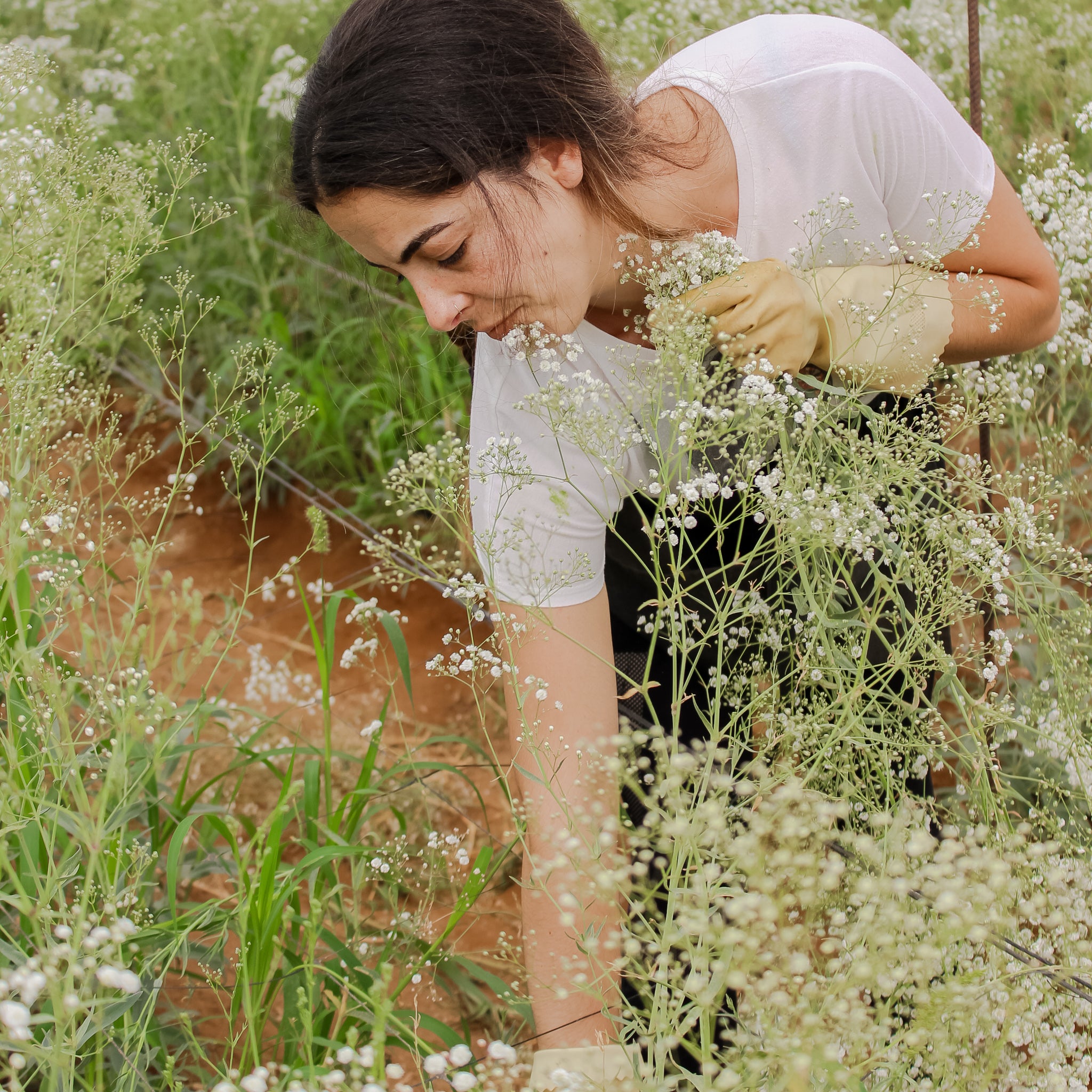 Kvinna som sköter och ordnar brudslöja planterad i prydliga rader.