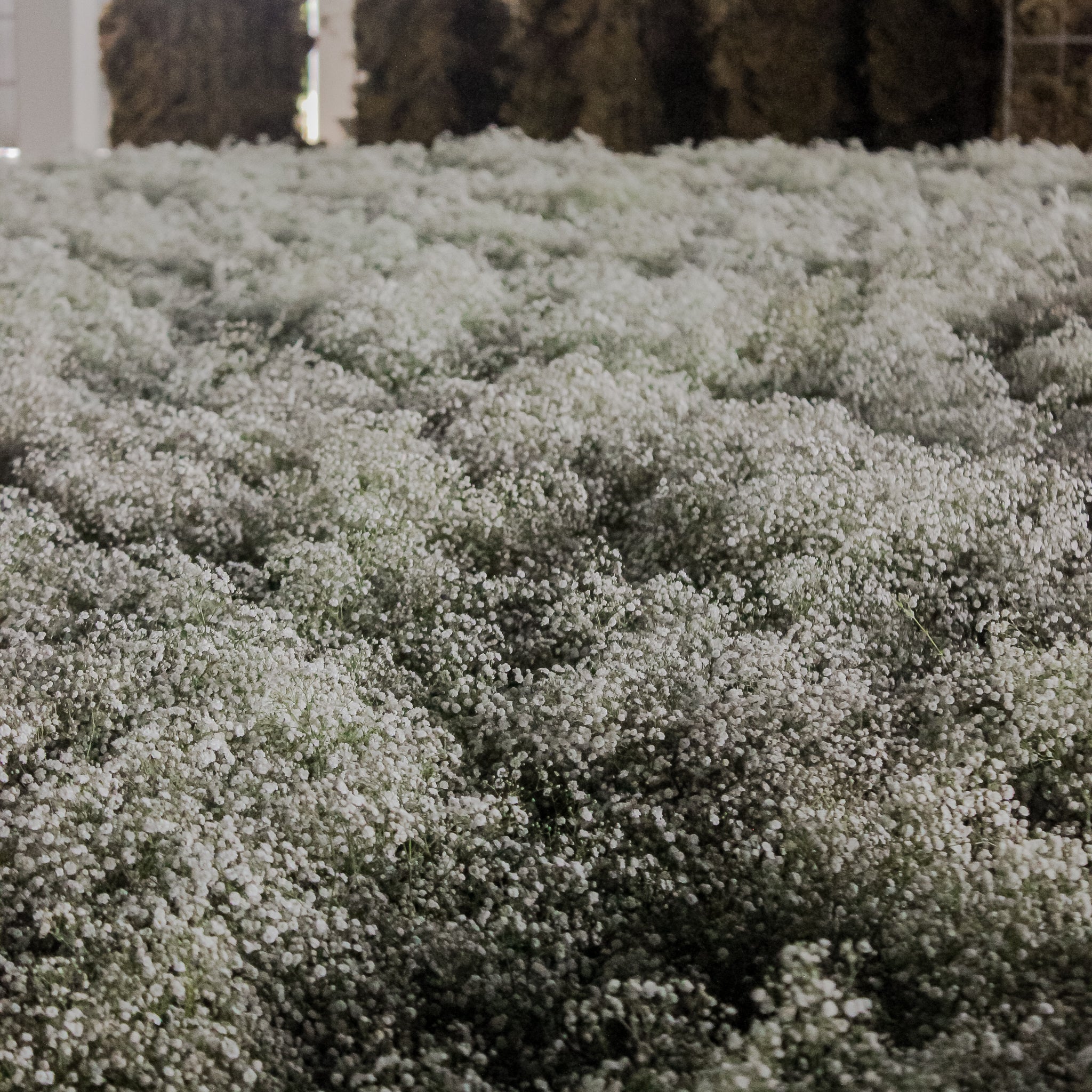 Närbild på ett hav av vit brudlöja