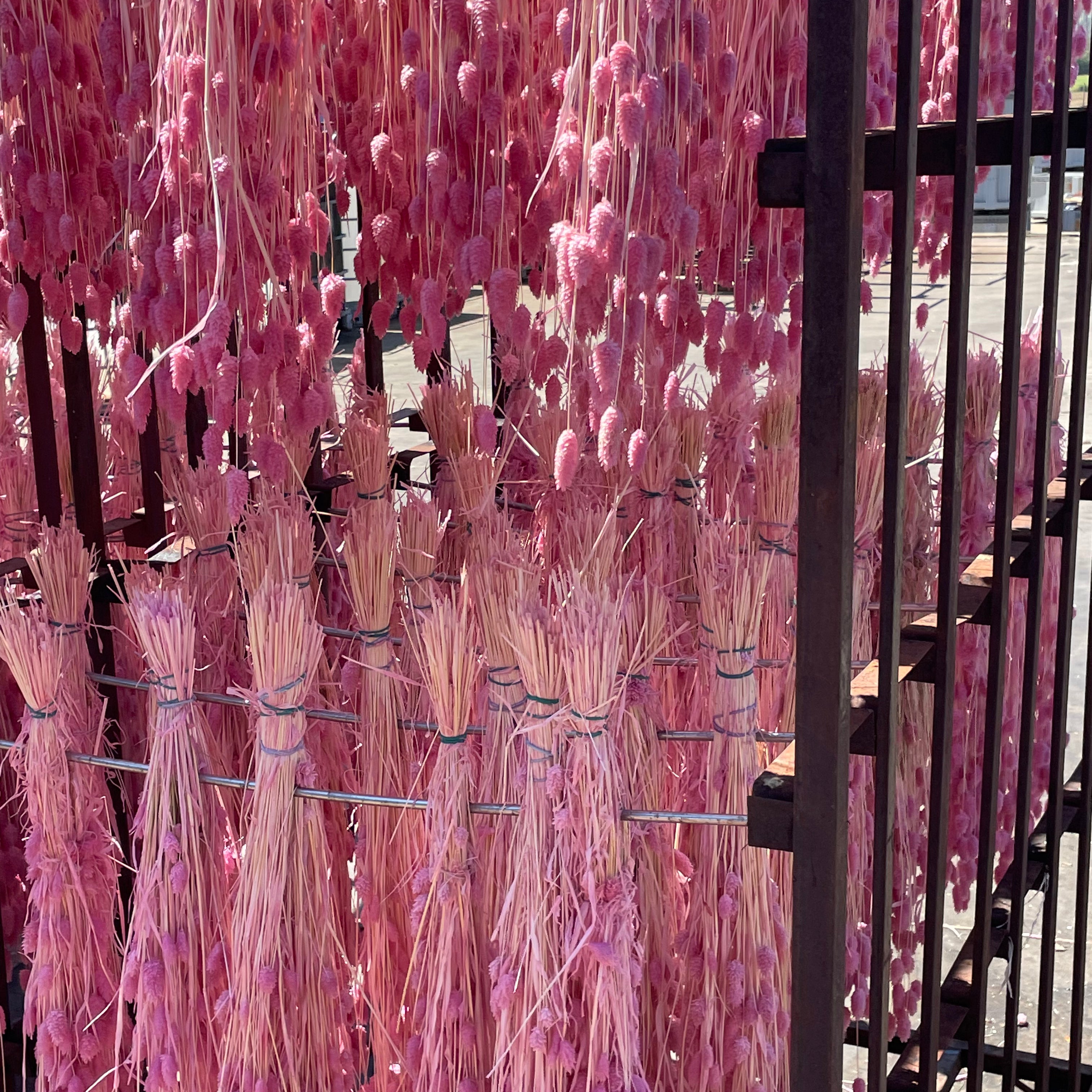 Närbild på rosa blommor som torkas hängande upp och ned i rad.