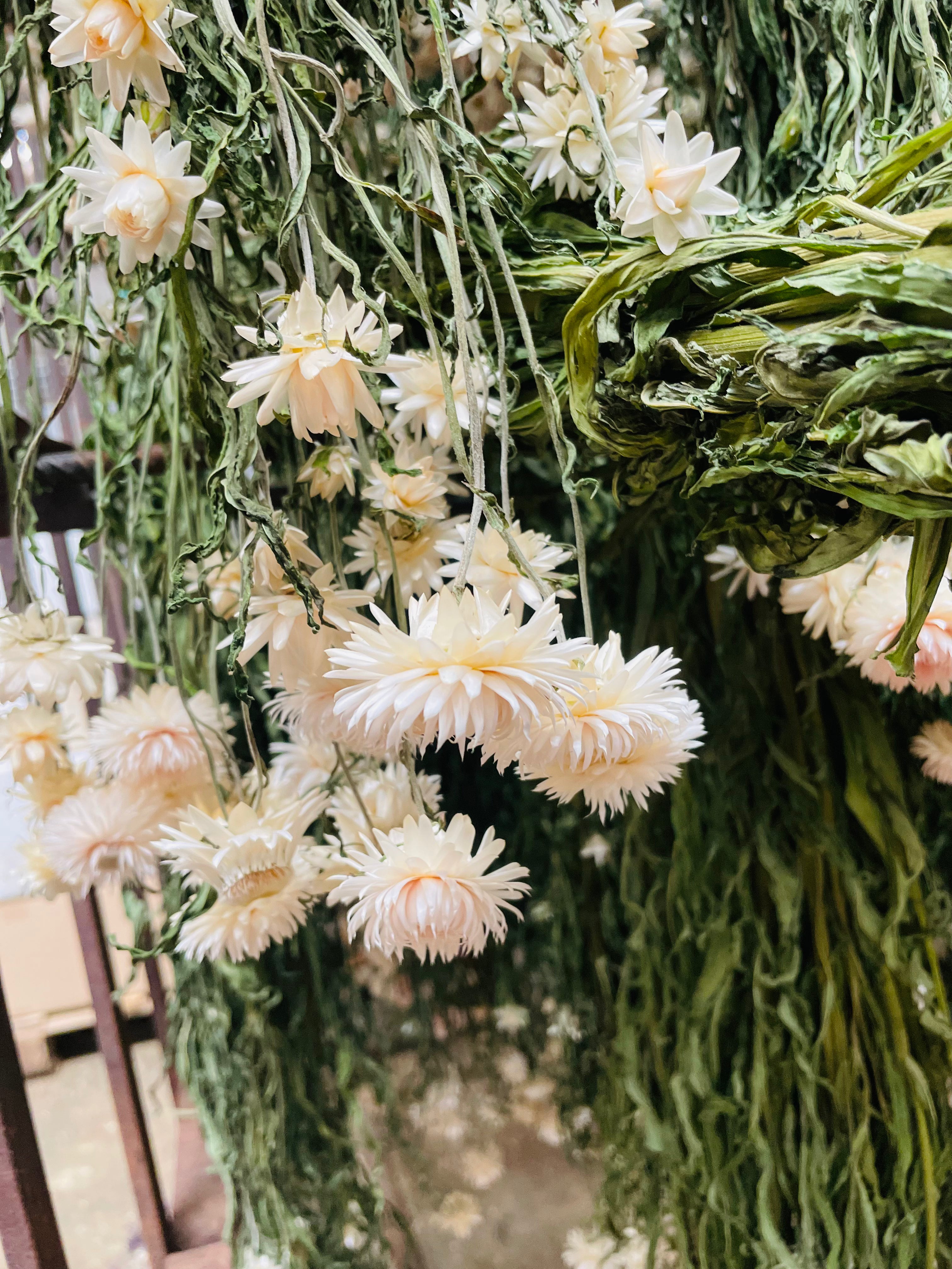 Vita blommor som hänger upp och ner för att torka.